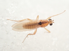 Lonchoptera scutellata