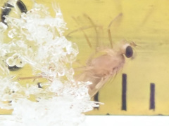 Lonchoptera scutellata