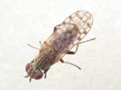 Pherbellia schoenherri