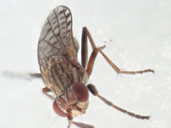 Pherbellia schoenherri