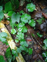 Hydrocotyle javanica
