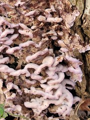 Chondrostereum purpureum