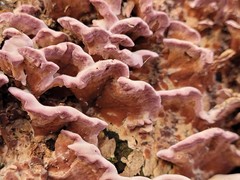 Chondrostereum purpureum
