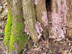 Chondrostereum purpureum