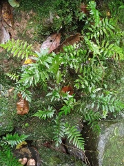 Trigonospora calcarata