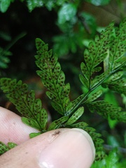 Trigonospora calcarata