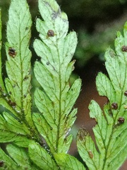Trigonospora calcarata