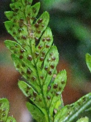 Trigonospora calcarata