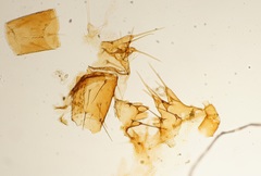 Arthropoda