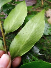 Asplenium paradoxum
