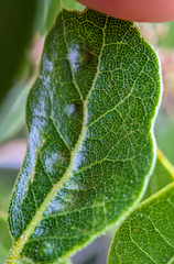 Aceria mackiei