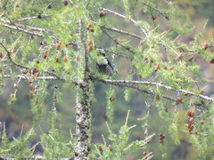 Nucifraga caryocatactes macrorhynchos