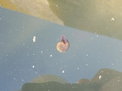 Planorbarius corneus