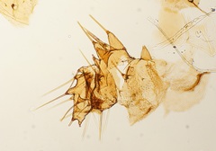 Arthropoda