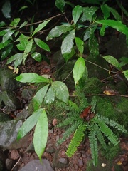 Ficus nervosa