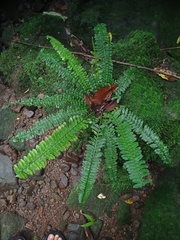 Asplenium thunbergii belangeri