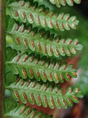 Asplenium thunbergii belangeri