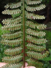 Asplenium thunbergii belangeri