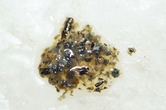 Arthropoda