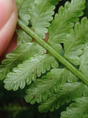 Asplenium thunbergii belangeri