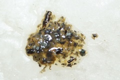 Arthropoda
