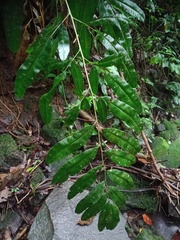 Coniogramme fraxinea