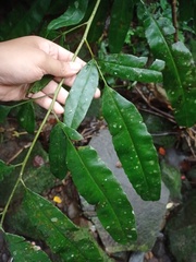 Coniogramme fraxinea