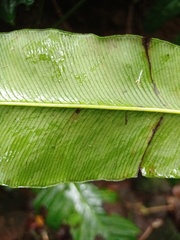 Coniogramme fraxinea