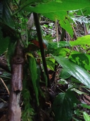 Coniogramme fraxinea