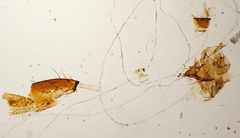 Arthropoda