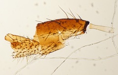 Arthropoda