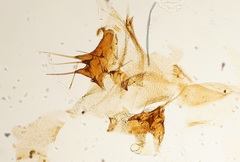 Arthropoda