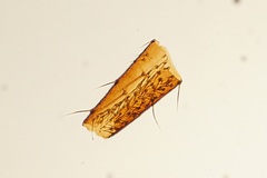 Arthropoda