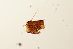 Arthropoda