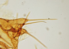 Arthropoda