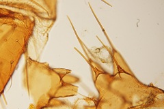 Arthropoda