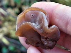 Auricularia auricula-judae