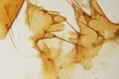 Arthropoda