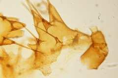 Arthropoda