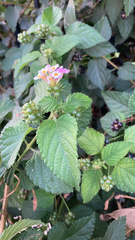 Lantana camara