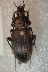 Carabus albrechti albrechti