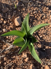 Drimia maritima image