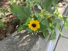 Sanvitalia procumbens