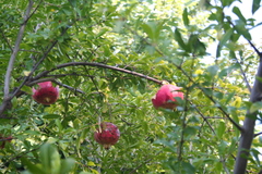 Punica granatum