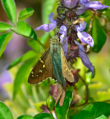 Urbanus proteus proteus