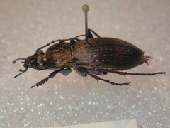 Carabus albrechti albrechti