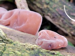 Auricularia auricula-judae