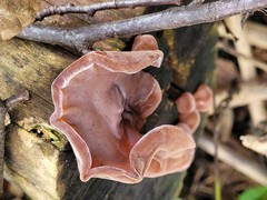 Auricularia auricula-judae