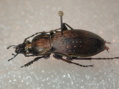 Carabus albrechti albrechti