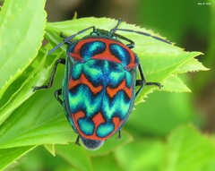 Poecilocoris splendidulus